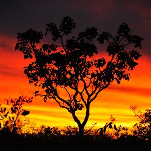 PÔR DO SOL E A ÁRVORE