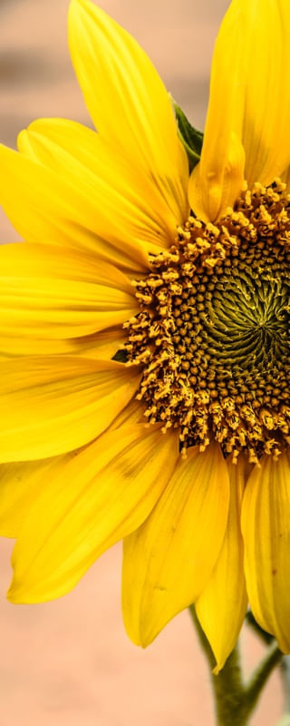 GIRASOL AMARELO
