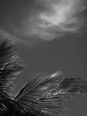 FOLHAGEM E NUVENS