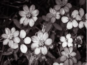 ARRANJO FLORAL 2 EM