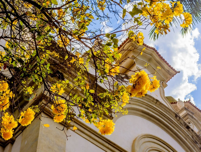 IGREJA SANTA TEREZA IPÊ AMARELO