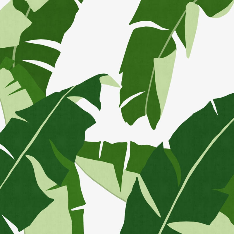 PLANTA TROPICAL XII