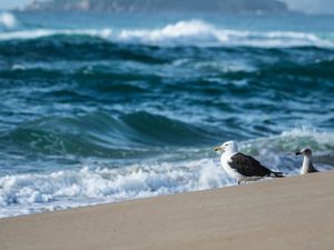 GAIVOTA ADMIRANDO O MAR