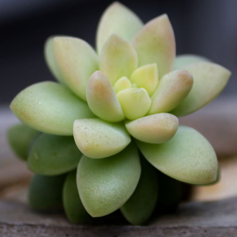 SUCULENTA 00
