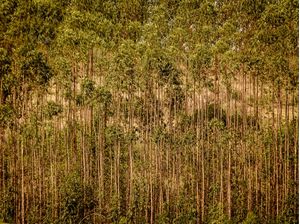 FLORESTA DE EUCALIPTOS 2