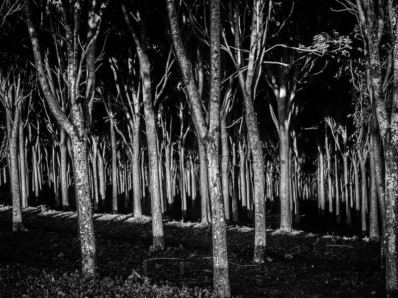 FLORESTA NEGRA EM
