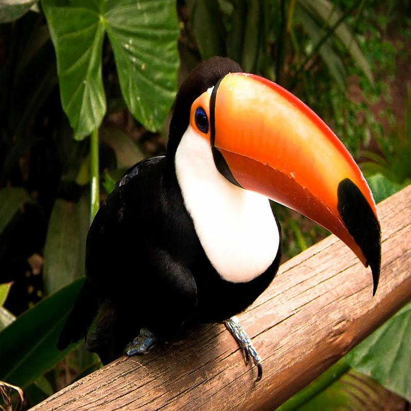 TUCANO EM FOZ DO IGUAÇU