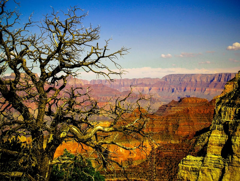 VIDA NO GRAND CANYON