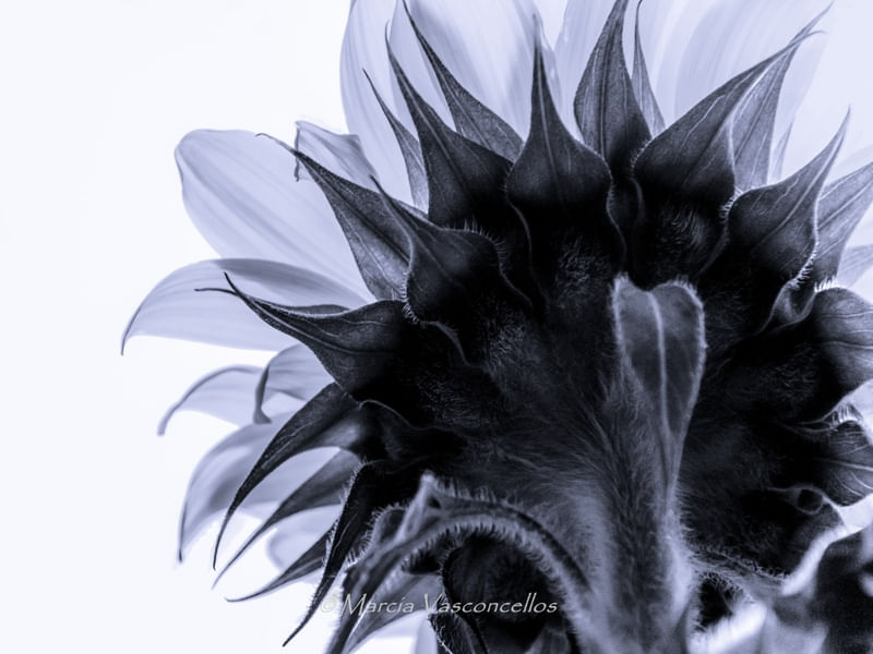FLORAL GIRASSOL1
