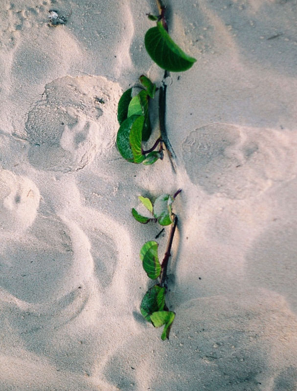AREIA DA PRAIA EM FLORIPA