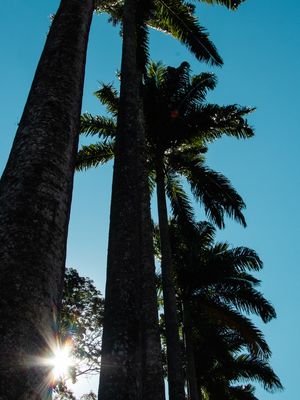 PALMEIRAS E O SOL