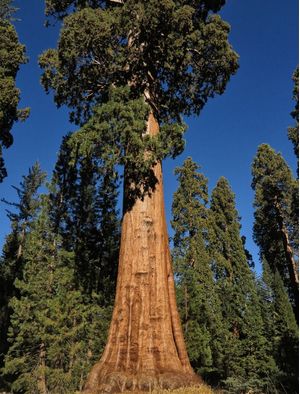 SEQUOIA NATIONAL PARK