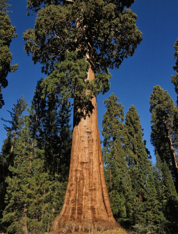 SEQUOIA NATIONAL PARK