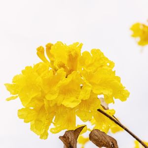 FLOR DO IPÊ AMARELO