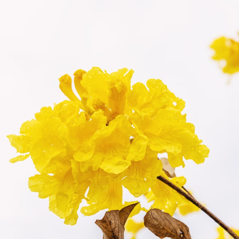 FLOR DO IPÊ AMARELO