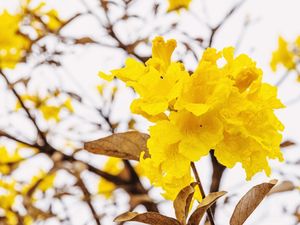 FLORES DO IPÊ AMARELO
