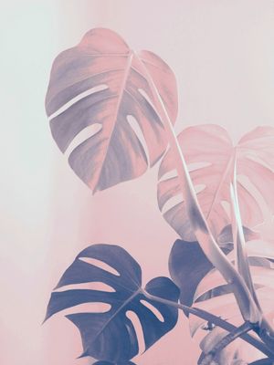 MONSTERA PLANTA ROSA E AZUL
