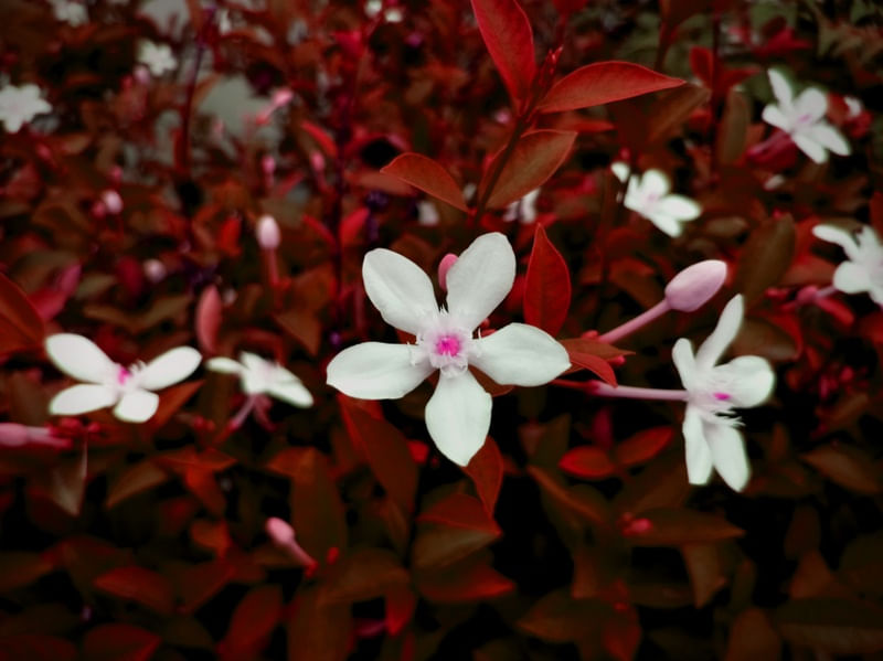 ORQUÍDEA BRANCA E VERMELHA