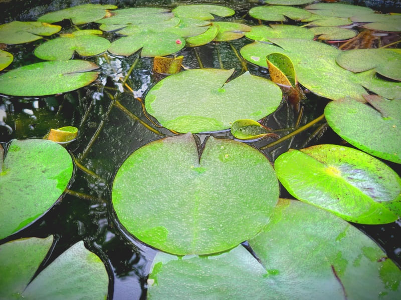 VITORIA REGIA TEXTURA