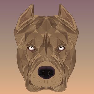 APOLO