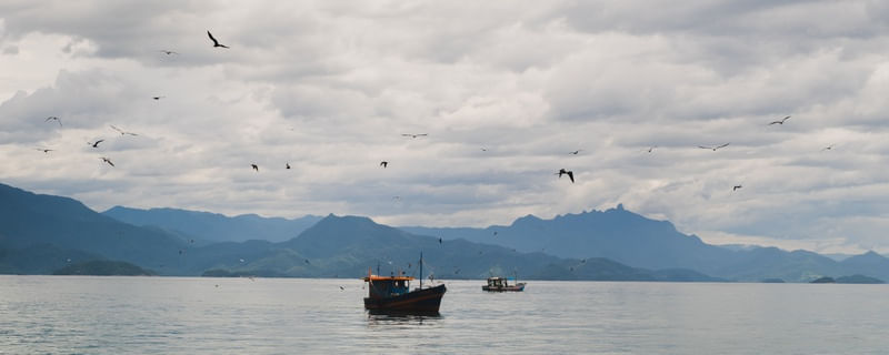 PASSÁROS AO MAR