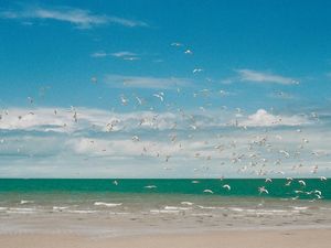 PÁSSAROS NA AREIA