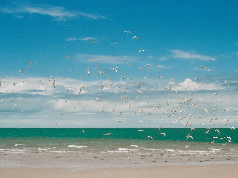 PÁSSAROS NA AREIA