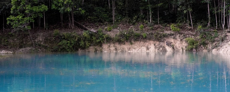 ALGA AZUL