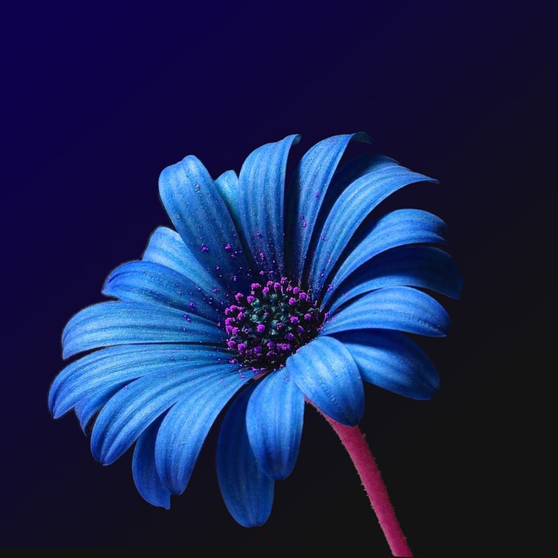 MINHA FLOR AZUL