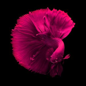 PEIXE ROSA