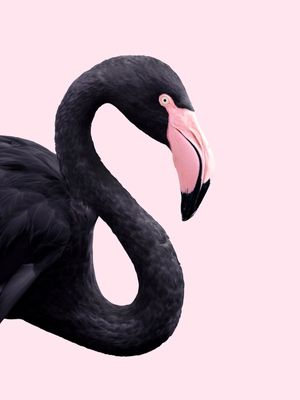 BLACK FLAMINGO BIRD