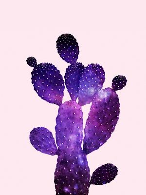 UNIVERSE CACTUS