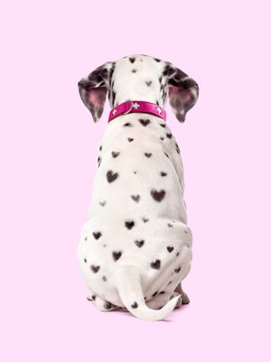 DALMATIAN HEARTS