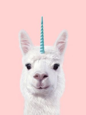 UNICORN ALPACA