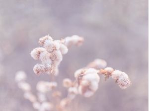 FLOR DOS SONHOS