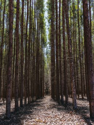 CAMINHOS NA FLORESTA