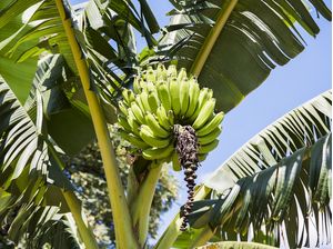 CACHO DE BANANAS 2018