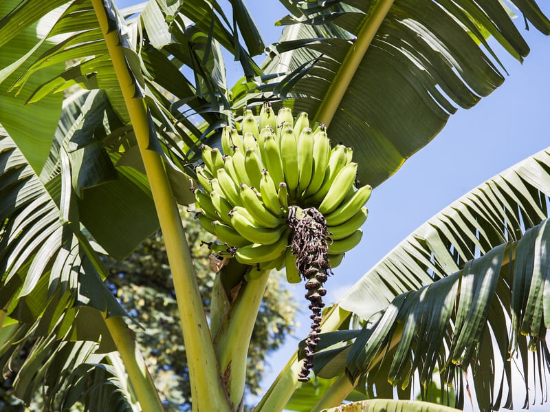 CACHO DE BANANAS 2018