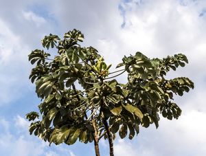 FOLHAS PALMATÍFIDAS