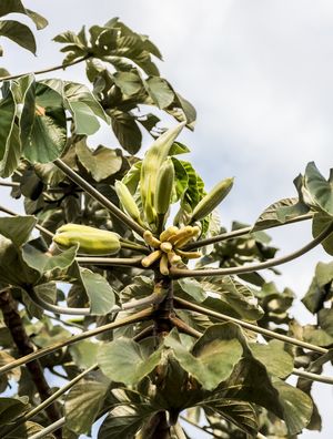 FRUTOS DA AMAZÔNIA