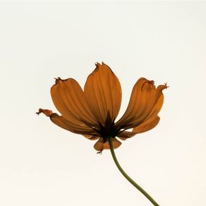 A FORMOSURA DA FLOR