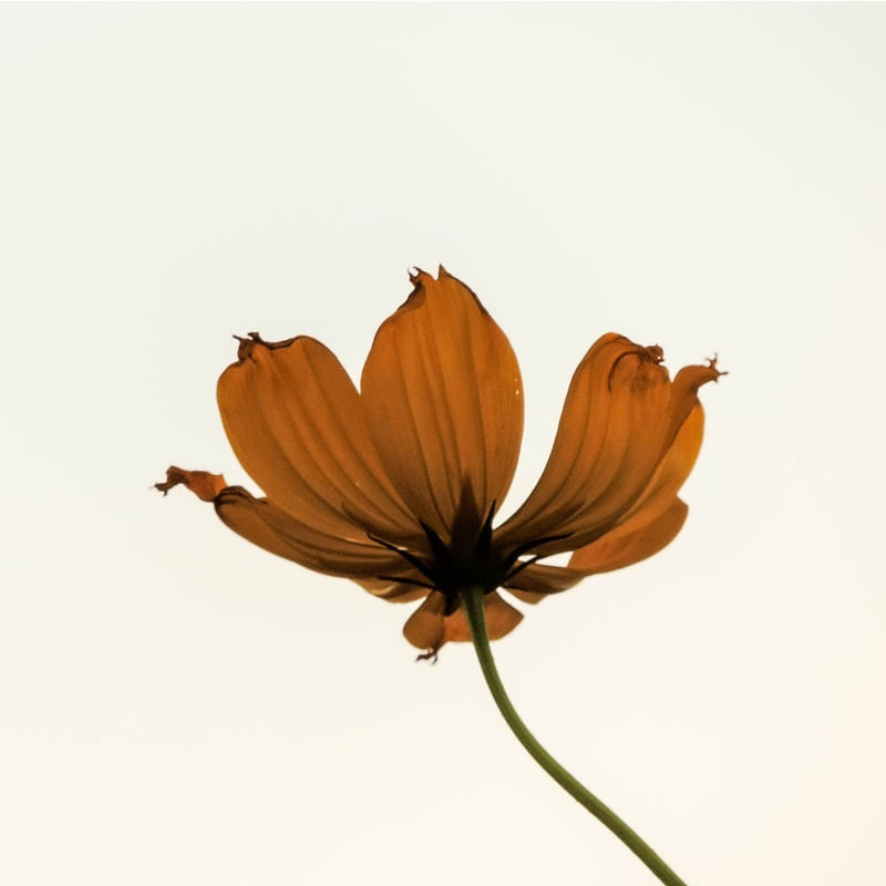 A FORMOSURA DA FLOR