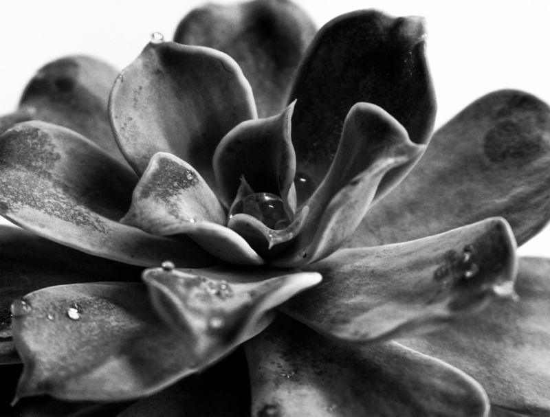 A FORMA DA GOTA