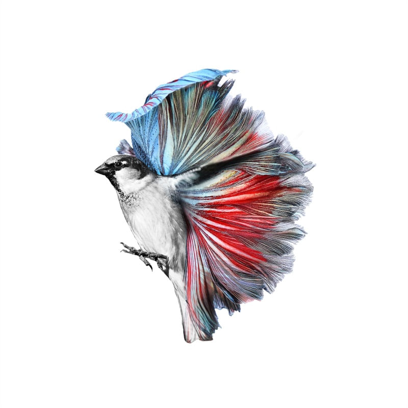 BIRDFISH
