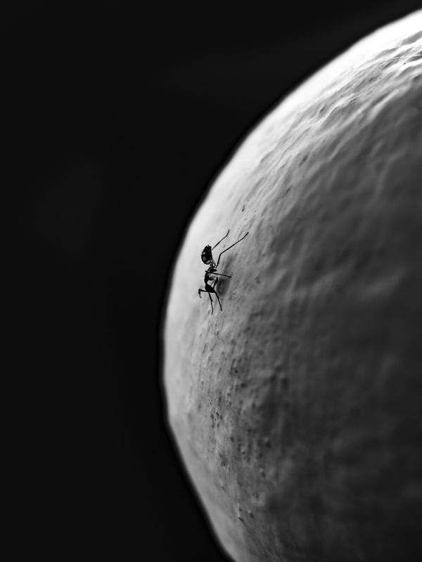 FOMIGA MOON