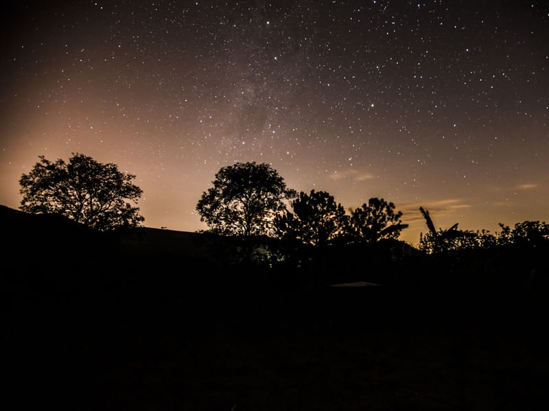 ÁRVORES E ESTRELAS