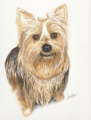 JOÃOZINHO