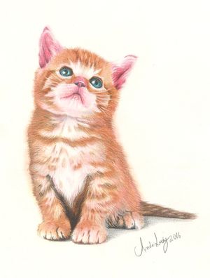 GATO DE ESTIMAÇÃO