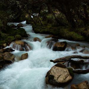RIACHO NA FLORESTA - QUADRADO