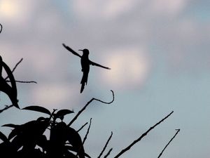 BRASÍLIA - BEIJA-FLOR 3